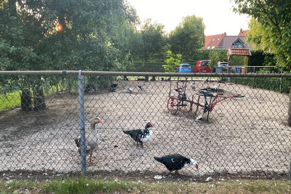Foto van Vakantiehuis in Bergen op Zoom met tuin - Vakantiehuis in Bergen op Zoom - ParkFacilities