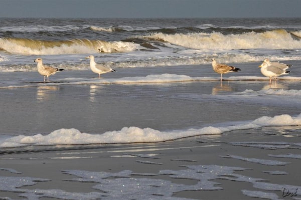 Foto van Vakantiehuis Egmond bij Strand - Vakantiehuis in Egmond aan zee - AreaSummer20KM