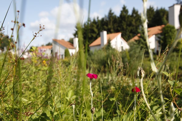 Foto van Familie- en huisdieruitje | Arcen - Vakantiehuis in Arcen - Ambiance
