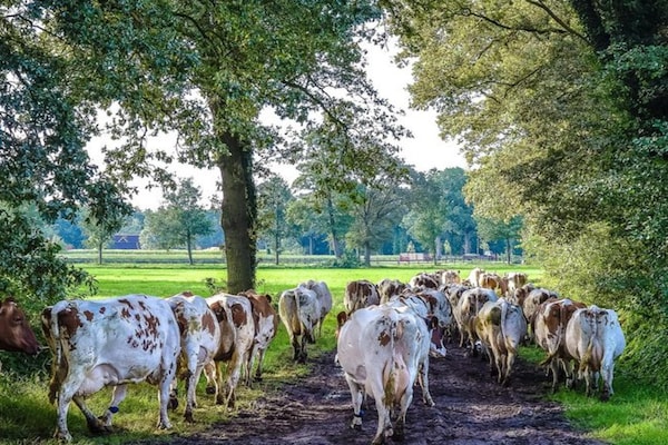 Foto van Bungalow met kinderdagverblijf en speeltuin - Vakantiehuis in Zuna - AreaSummer5KM