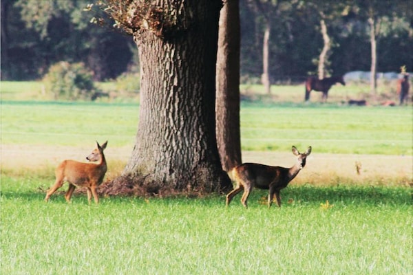 Foto van Ontspannend toevluchtsoord in het bos - Vakantiehuis in Hardenberg (rheezerveen) - AreaSummer20KM