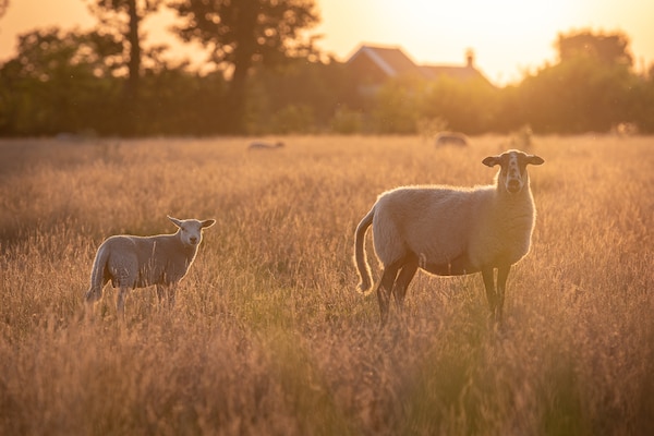 Foto van Lodge aan de Weiden met Mooie Veranda - Vakantiehuis in Ruinerwold - AreaSummer5KM