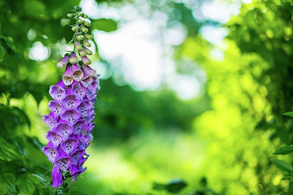 Foto van Vrijstaand chalet in rustige omgeving - Vakantiehuis in Bant - Ambiance