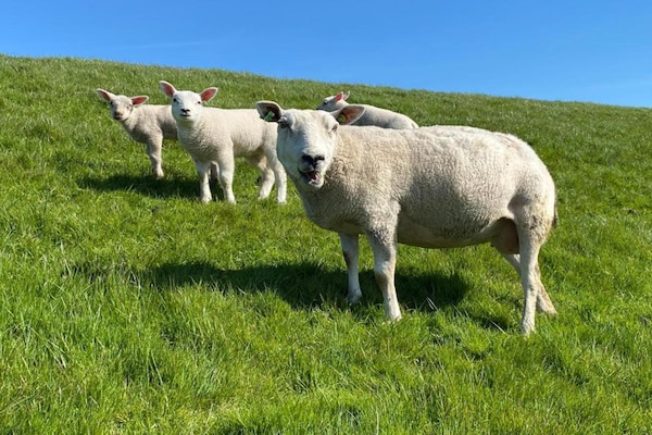 Foto van Vakantiehuis Workum op een boerderij - Vakantiehuis in Workum - AreaSummer20KM